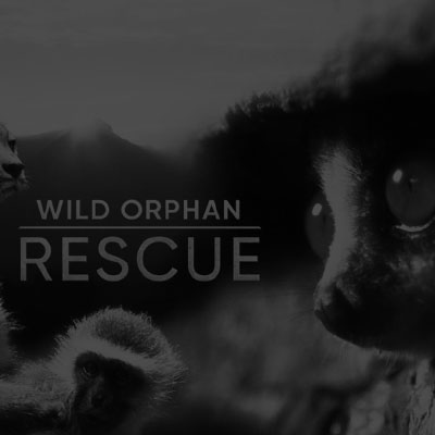  Wild Orphan Rescue Project Thumbnail